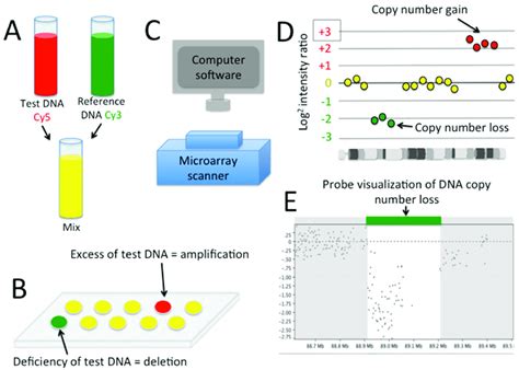 Image result for Array-Based Comparative Genomic Hybridization