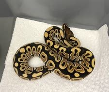 Toradh íomhá ar Ball Python Morphs Axanthic Ghost