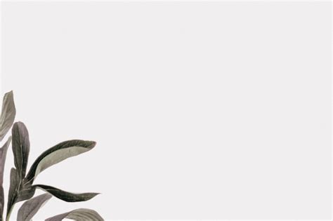 Image result for Plain Nature Background Aesthetic