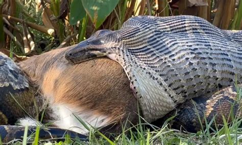 Toradh íomhá ar Python Ate Deer