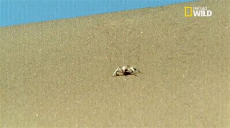 Desert Wheel Spider に対する画像結果