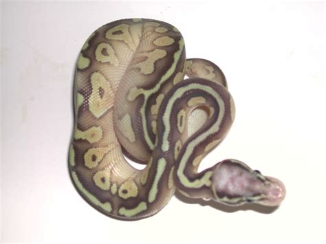Image result for Super Pastel Lesser Ball Python