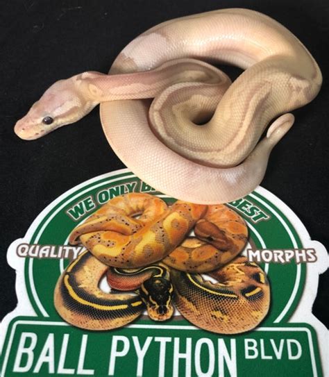 Python Banana Ringer に対する画像結果