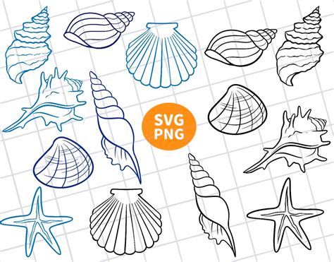 Image result for Shell with Line Design