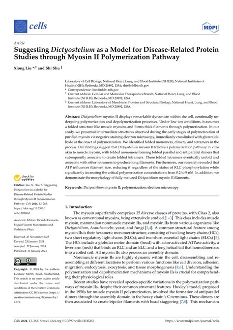 Afbeeldingsresultaten voor Myosin Model