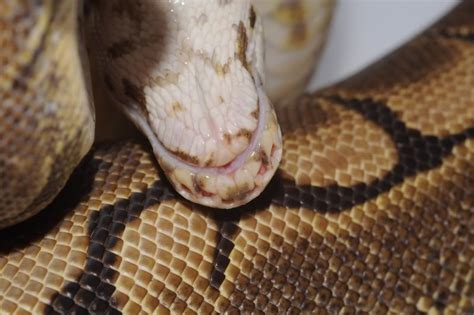 Toradh íomhá ar Ball Python Snout