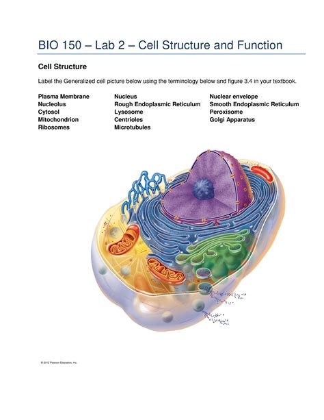 Image result for Lab 10 Cell Structure
