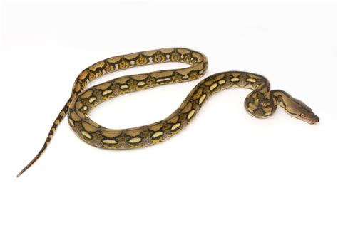 Image result for Tiger Riticulated Python