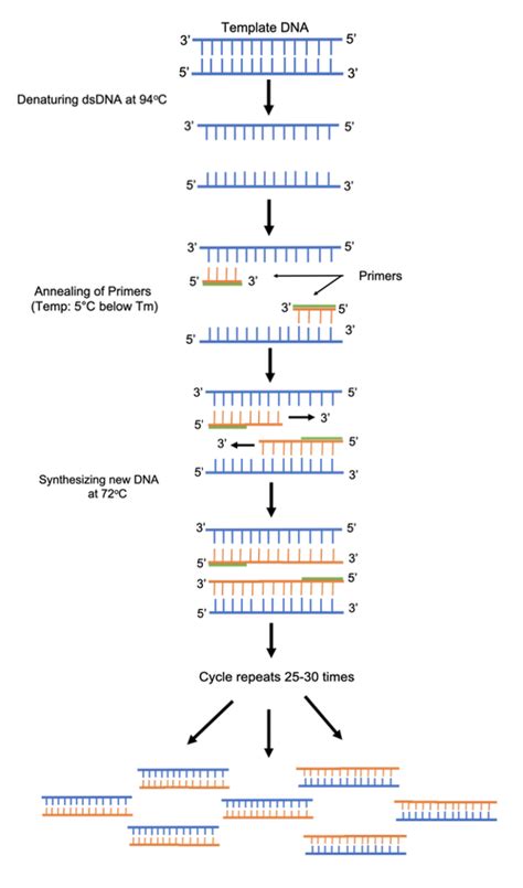 Afbeeldingsresultaten voor PCR Method