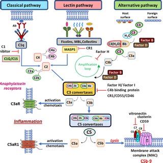 Image result for Phagocytic Process Alternative Complement Cascade