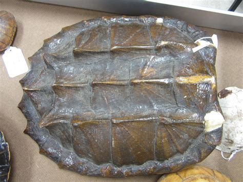 Toradh íomhá ar Snapper Turtle Shell Pictures