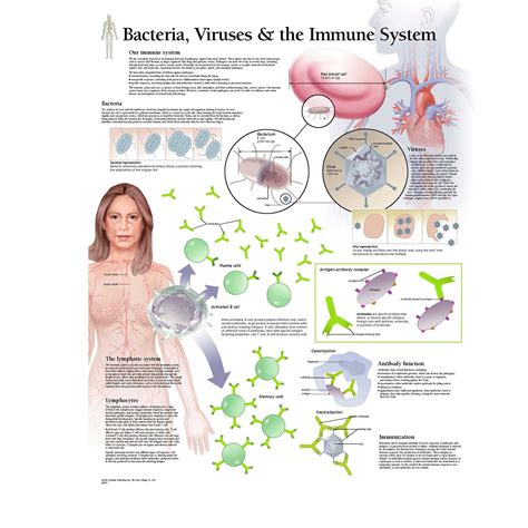 Image result for Immune System Virus