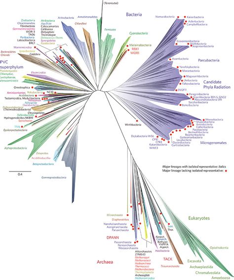Tree of Life Structure എന്നതിനുള്ള ഇമേജ് ഫലം