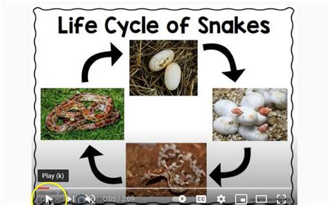 Python Life Cycle Kids に対する画像結果