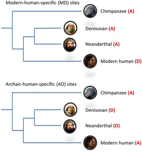 Afbeeldingsresultaten voor Alive Evolution Tree