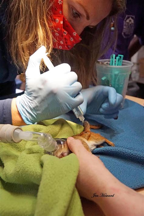 Extreme Bot Fly Removal 2016 に対する画像結果