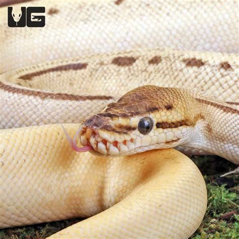 Image result for Leopard Pinstripe Ball Python