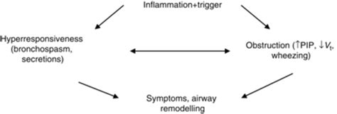 Image result for Asthma Pathophysiology Novartis