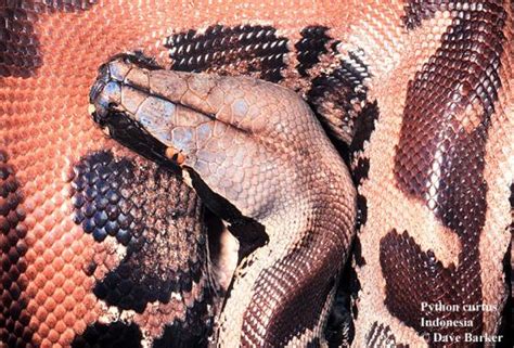 Toradh íomhá ar Grondleiding Python