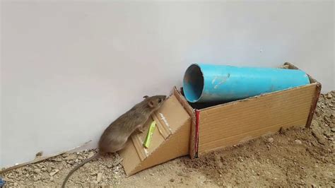 PVC Rat Trap に対する画像結果