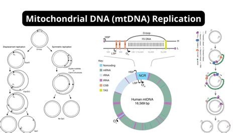 Image result for Maternal DNA