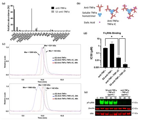 Image result for Fcgammar Signaling