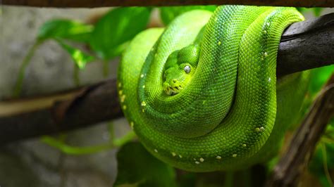 Image result for Green Tree Python 4K
