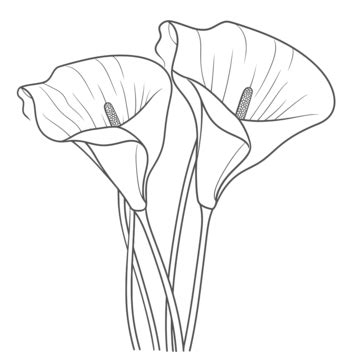 Image result for Calla Lily Line Drawing
