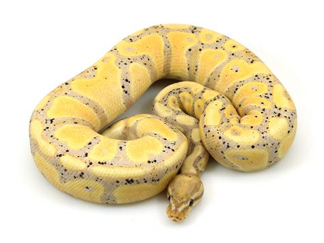 Image result for Ball Python Pics