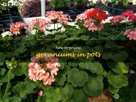 Image result for Pruning Geraniums