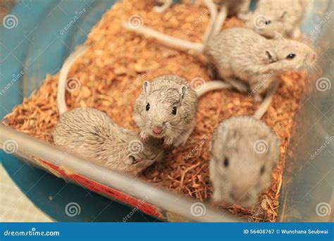 Image result for Feeding Lab Mouse