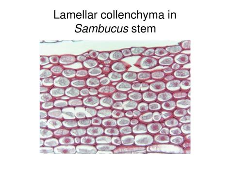 Image result for Collenchyma