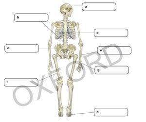 Image result for Binocs Skeletal System Grade 5