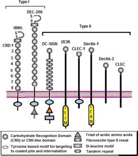 CLR Receptors Signalling માટે ઇમેજ પરિણામ