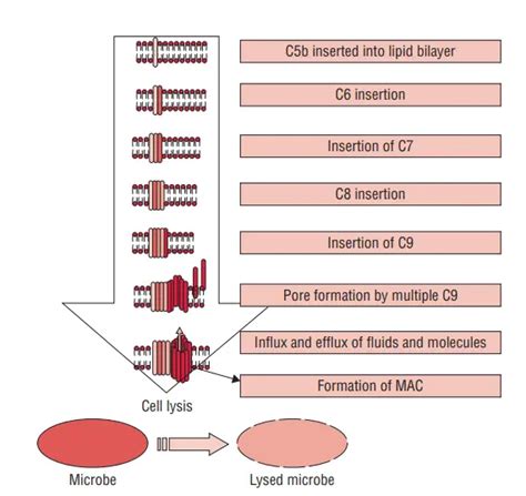 Toradh íomhá ar Classical Pathway Complement Activation Microscopy