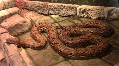 Image result for Reticulated Python Zoo