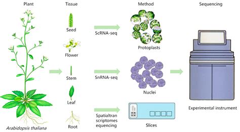 Image result for Plant Transcriptomics