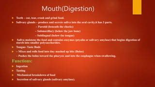 Image result for Watching Food in Mouth Digestive System