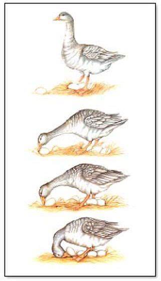 Afbeeldingsresultaten voor Fixed Action Pattern Goose Soccer Ball Supernormal Stimulus Example