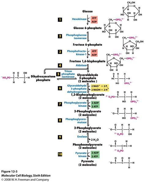 Glycolysis Steps Diagram に対する画像結果
