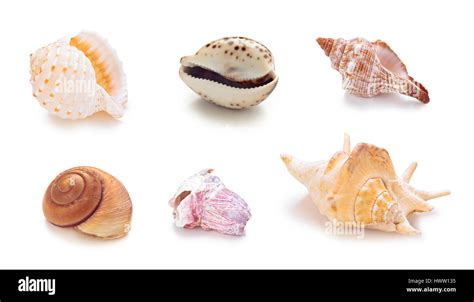 Image result for Different Types of Conch Shells
