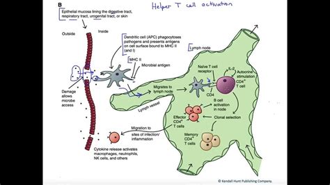 Image result for Activation of T Helper Cells