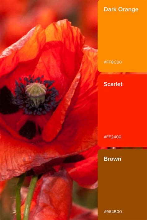 Image result for Red Opaque Color Code RGB