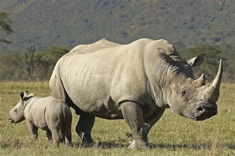 Rhino Architecture Rendering に対する画像結果