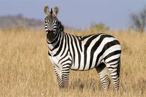 Image result for Zebra Gamer Kevin