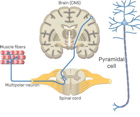 Toradh íomhá ar Multipolar Neuron Structure