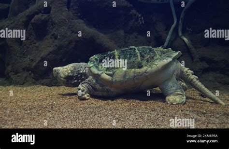 Image result for Alligator Snapping Turtle Side View