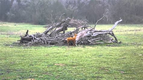 Afbeeldingsresultaten voor Exploding Deer