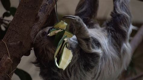 Image result for Chester Zoo Sloth