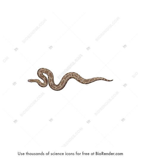 Image result for Figures for Burmese Python